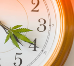 Demystifying the Cannabis Experience: How Long Do the Effects Last?